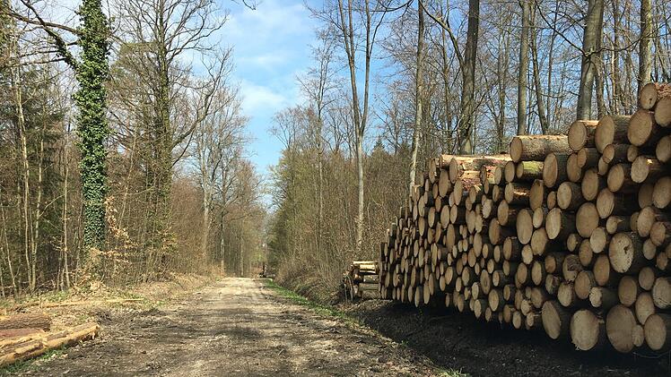 Nicht mehr für reguläre Fahrzeuge geeignet - die GVS im Wald zwischen Scheßlitz und Peulendorf. Foto: Anette Schreiber