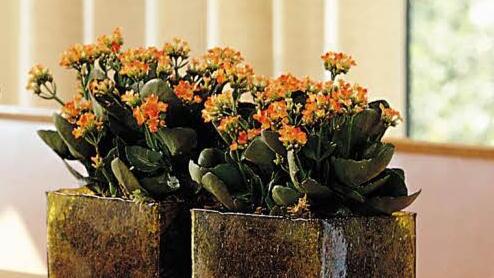 Foto: Blumenbüro Holland