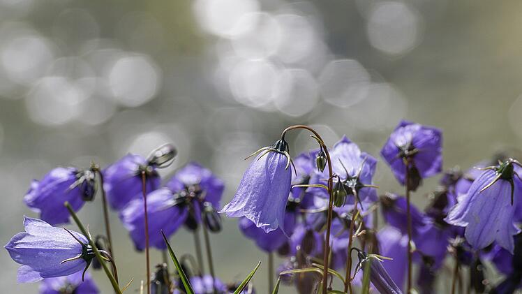 Glockenblume