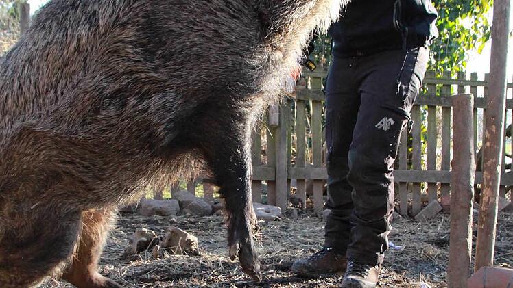 Und hopp: Für Trauben geht Odin in die Luft. Foto: Carmen Schmitt