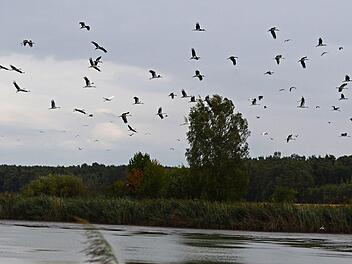 Über dem Mohrhofweiher gleiten jede Menge Schwarz- und Weißstörche. Fotos: Heinz Czellnik