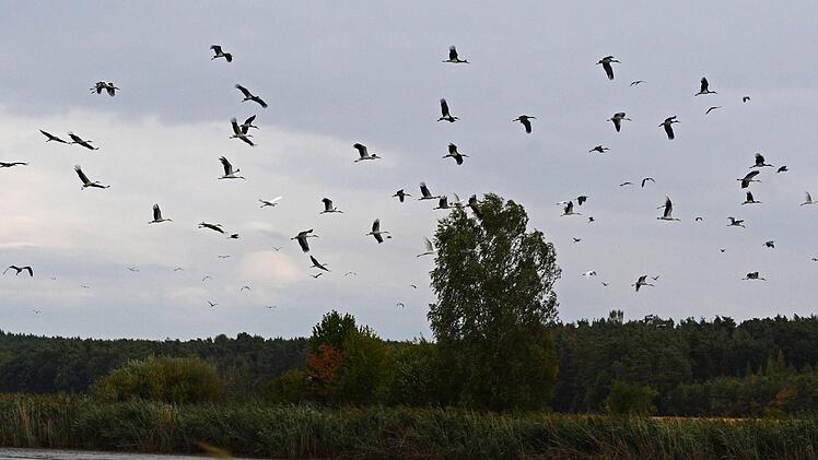 Über dem Mohrhofweiher gleiten jede Menge Schwarz- und Weißstörche. Fotos: Heinz Czellnik