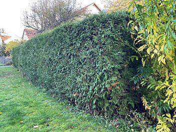 Bad Kissingen:  Landratsamt mit Tipps zur Pflege von Hecken und Bäumen