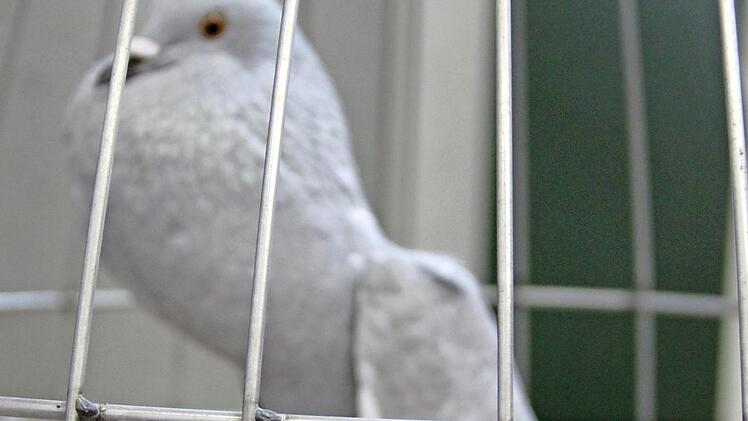 Die silberne Gewinnertaube gehört Ludwig Putz.