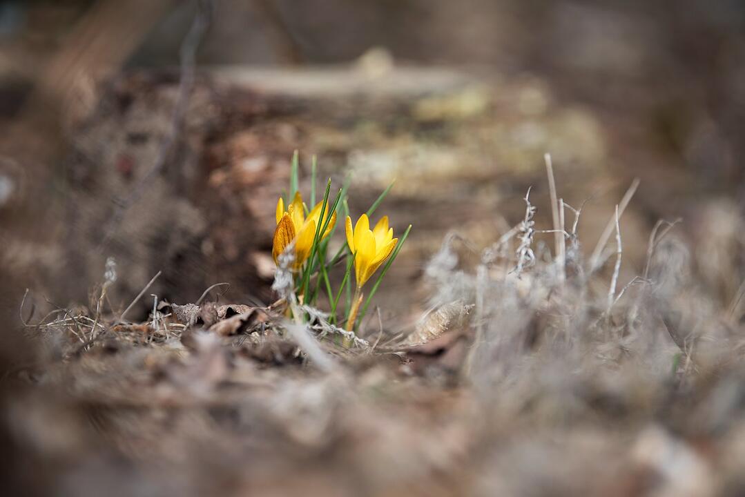 Die schönsten Frühlingsfotos aus den Haßbergen