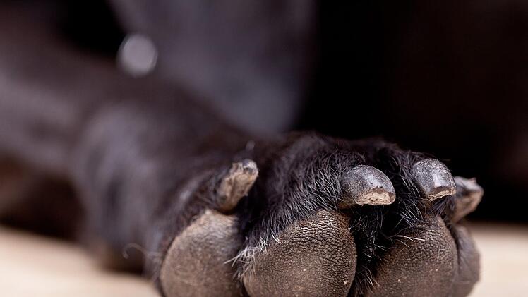 Nachdem er ein mit Gift versetztes "Leckerli" gefressen hat, ist ein Hund_in Herzogenaurach gestorben. Symbolbild: unsplash.com/Victor Grabarczyk