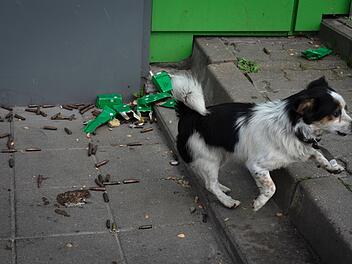 Hunde-Retter in der Ukraine: Robin aus Bayern rettet Hunde aus Kriegsgebieten