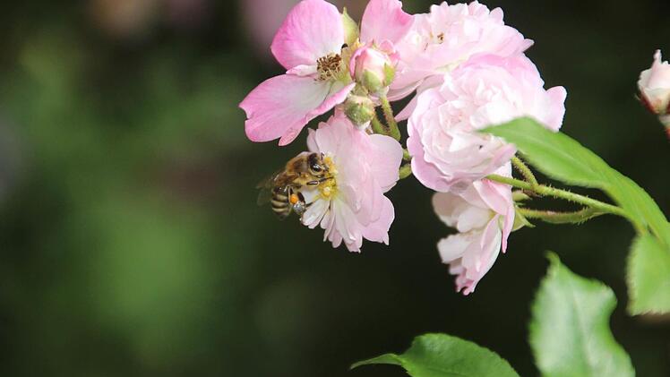 Bienen geben sich gern dem "Glücksgefühl" hin.  Foto: Diana Fuchs