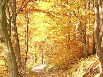 Herbst am Rehberg Foto: privat