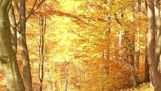 Herbst am Rehberg Foto: privat