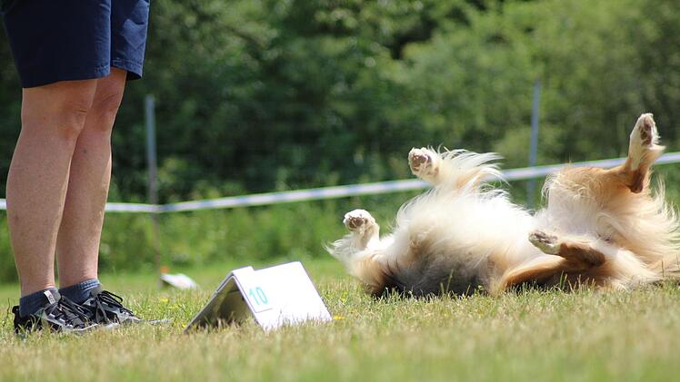 Weniger im Gehorsam und in der Pflichterfüllung, als vielmehr im Spielerischen war dieser Hund daheim.