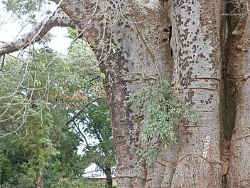 Unter einem gigantischen Affenbrotbaum (Baobab) machen Inge und Manfred Wagner Rast.