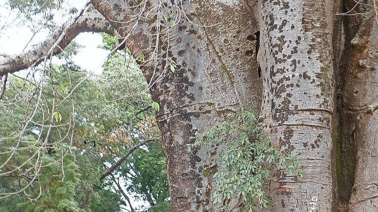 Unter einem gigantischen Affenbrotbaum (Baobab) machen Inge und Manfred Wagner Rast.