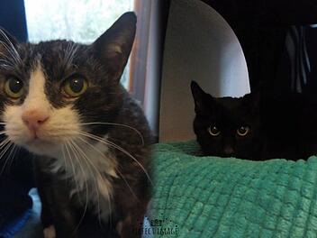 Tierheim Nürnberg: Kater-Opis Bruno und Haydn verlieren auf tragische Weise ihr Zuhause