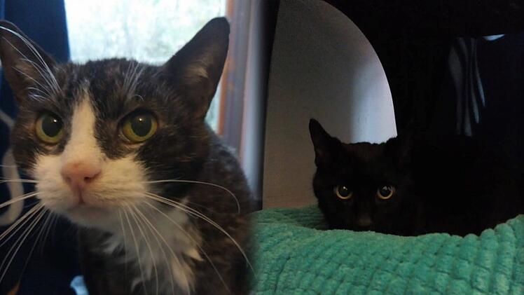 Tierheim Nürnberg: Kater-Opis Bruno und Haydn verlieren auf tragische Weise ihr Zuhause