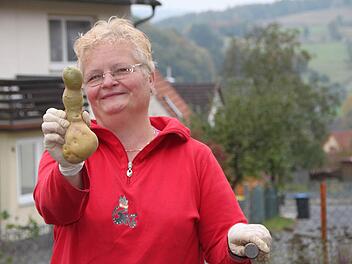 Gärtnern ist das Hobby von Edith Müller aus Züntersbach. Allein ihr Vorgarten misst etwa 40 Quadratmeter. Hier hat sie gut eineinhalb Zentner Kartoffeln aus der Erde geholt. Auch dieses Exemplar war dabei. Foto: Ulrike Müller