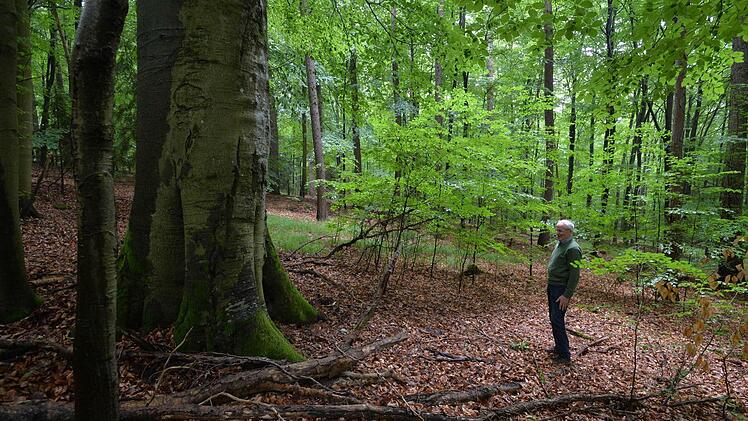 Geschützt - nicht geschützt - doch geschützt? Vor lauter Buchen ist der Steigerwald oft nicht mehr klar zu sehen. Foto: Ronald Rinklef