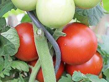 Dieses Jahr f&auml;llt die Tomatenernte reichlich aus. Foto: Jupp Schr&ouml;der