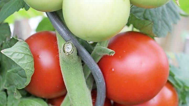Dieses Jahr f&auml;llt die Tomatenernte reichlich aus. Foto: Jupp Schr&ouml;der