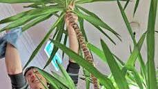 Stadtrat Marius Saar wischt die Blätter der Yucca-Palme.