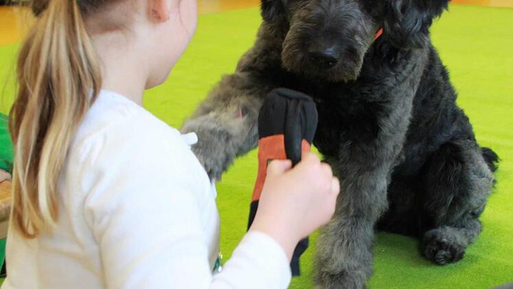"Gib Pfot": Zur Belohnung bekommt Kindergarten-Hund "Benschj" von Leni ein Leckerli, nachdem er auf ihr Kommando gehört hat und ihr seine graue Pfote entgegengestreckt hat.  Fotos: C. Schmitt
