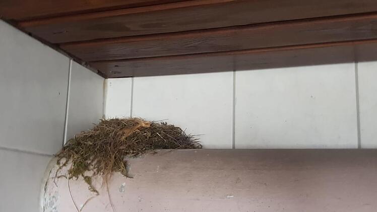 Auf dem Heizungsrohr fühlen sich die Vögel seit Jahren sehr wohl.