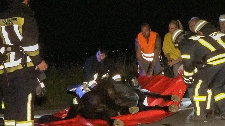 Schock f&uuml;r alle Beteiligten: Pony "Chico" ist am Montagabend  im Landkreis Bamberg ausgerissen und auf die Stra&szlig;e gerannt. Ein Auto erfasste das Tier.