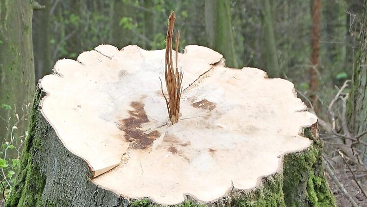 Originelle Aufnahmen wie diese aus dem Banzer Wald sind von den Veranstaltern des Wettbewerbs gern gesehen.