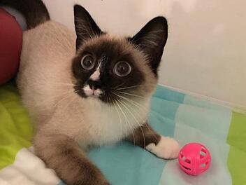 Tierheim Hersbruck: Katze Cappuccino braucht besondere Pflege -"Wird sich wohl leider nicht mehr bessern"