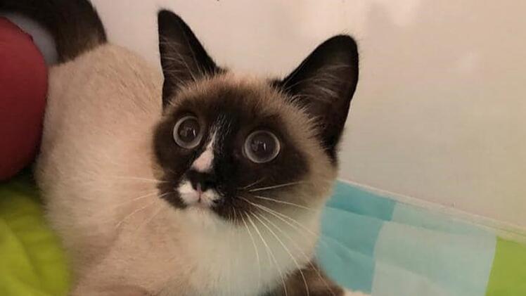 Tierheim Hersbruck: Katze Cappuccino braucht besondere Pflege -"Wird sich wohl leider nicht mehr bessern"