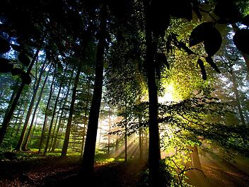 Wo im Fall der Fälle ein Nationalpark eingerichtet wird, ist eine unter Politikern und Bürgern gleichermaßen umstrittenen Frage. Foto: Roland Schönmüller