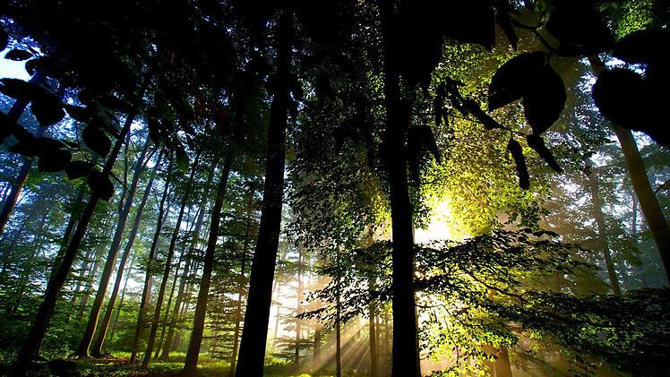 Wo im Fall der Fälle ein Nationalpark eingerichtet wird, ist eine unter Politikern und Bürgern gleichermaßen umstrittenen Frage. Foto: Roland Schönmüller