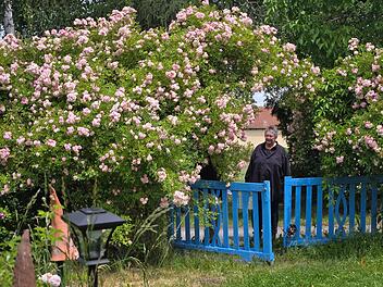 Jutta Romeis (im Bild) und ihr Mann Ralf haben neben ihrer Villa, der ehemaligen Bahner Gastwirtschaft, in den letzten 20 Jahren einen Rosengarten geschaffen, der seinesgleichen sucht.