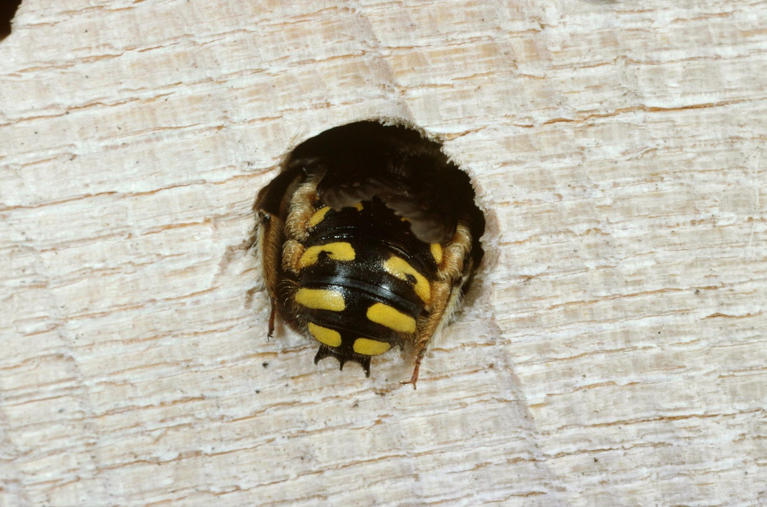 Das geheime Leben der Wildbienen