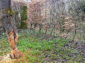 Auch im Garten von Bürgermeister Werner Diersch hat der Biber schon "gearbeitet". Fotos: Dieter Hübner