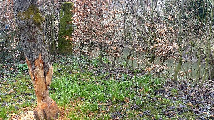 Auch im Garten von Bürgermeister Werner Diersch hat der Biber schon "gearbeitet". Fotos: Dieter Hübner