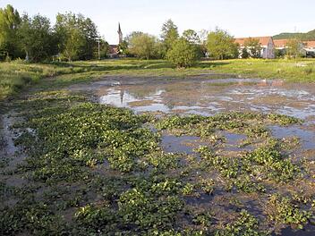 Teile der wuchernden Bachbunge, ein Wegerich-Gewächs, sterben ab, während andere ins Kraut schießen. Foto: Josef Hofbauer