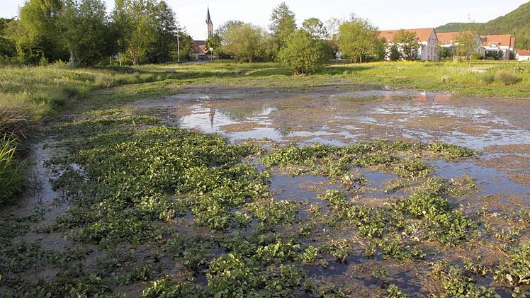 Teile der wuchernden Bachbunge, ein Wegerich-Gewächs, sterben ab, während andere ins Kraut schießen. Foto: Josef Hofbauer