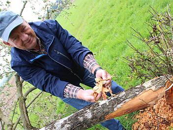 Herbert Scholz vor seinem Apfelbaum, den der Biber umgelegt hat. Foto: Ekkehard Roepert