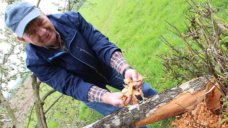 Herbert Scholz vor seinem Apfelbaum, den der Biber umgelegt hat. Foto: Ekkehard Roepert