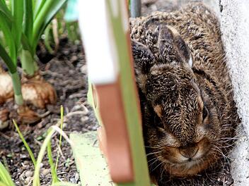 Mitten in Breitbrunn fühlte sich dieser "Mümmelmann" zwischen einem Holzebenbild und den aufgewärmten Sandsteinen eines Wohnhauses sichtlich wohl. Fotos: Günther Geiling