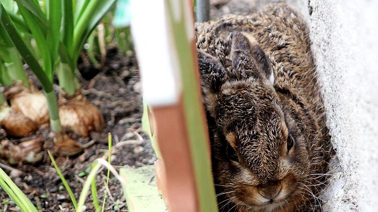 Mitten in Breitbrunn fühlte sich dieser "Mümmelmann" zwischen einem Holzebenbild und den aufgewärmten Sandsteinen eines Wohnhauses sichtlich wohl. Fotos: Günther Geiling
