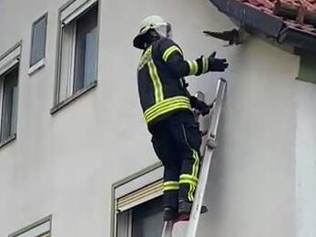 Die Feuerwehr in Wittershausen hatte jüngst einen kuriosen Einsatz: Ein Turmfalke steckte im Gebälk eines Wohnhauses fest. Foto: Wolfgang Krawczyk