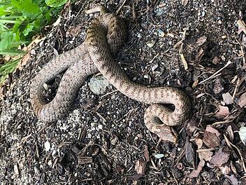 Im Naturgarten der Familie Weber in Hummendorf fühlen sich sogar Schlingnattern wohl.