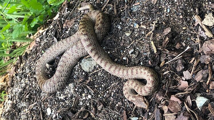 Im Naturgarten der Familie Weber in Hummendorf fühlen sich sogar Schlingnattern wohl.