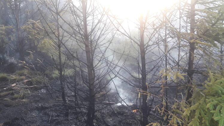 Der Wald am Rennsteig war völlig eingequalmt.Veronika Schadeck