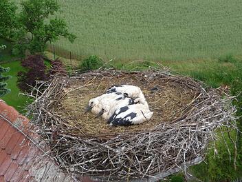 Vier Jungstörche kauern im Nest. Foto: Jochen Willecke