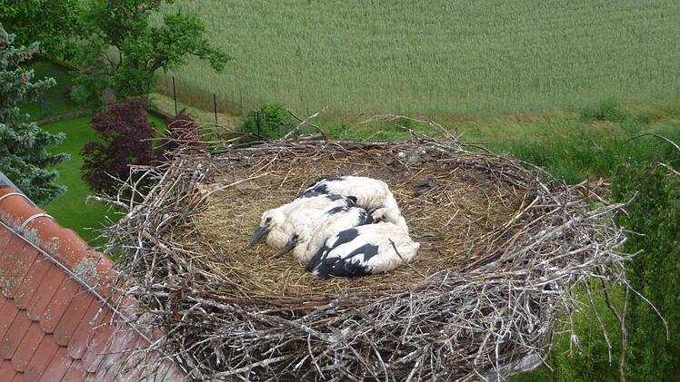 Vier Jungstörche kauern im Nest. Foto: Jochen Willecke