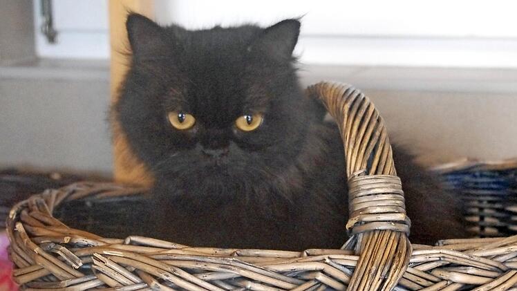 ... die rabenschwarze Jamaica. Fotos: Tierschutzverein Kronach