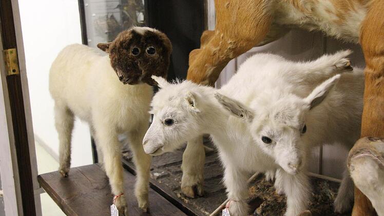 Blick ins Depot: präparierte Tiere mit zwei Köpfen.